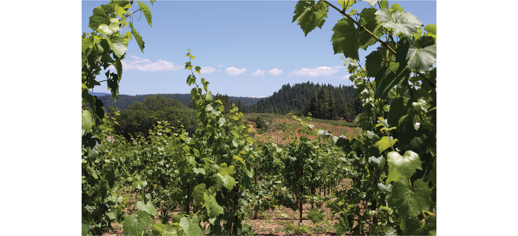 A view of the Arnot-Roberts property.